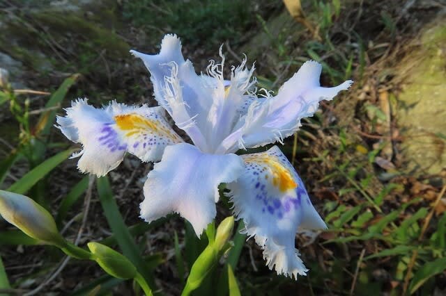 シャガの花 四季折々 シャガの花 四季折々