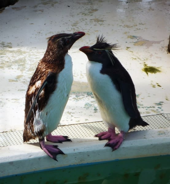 油壺マリンパーク 海の生き物ペンギン等 楽しく生きる あなたに和みのひとときを