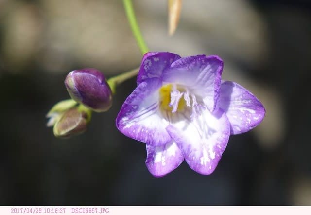 フリージア 薄紫色の花 都内散歩 散歩と写真