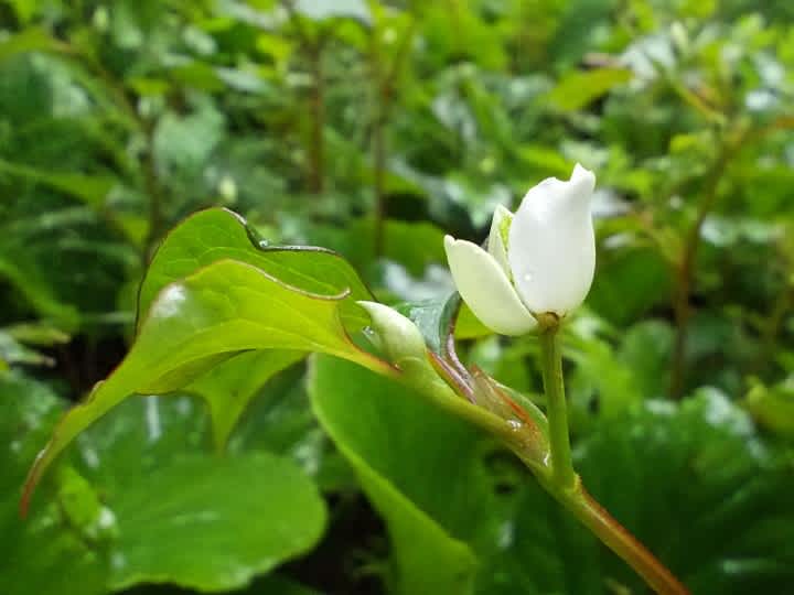 おずおずと咲く Backroad Man 2