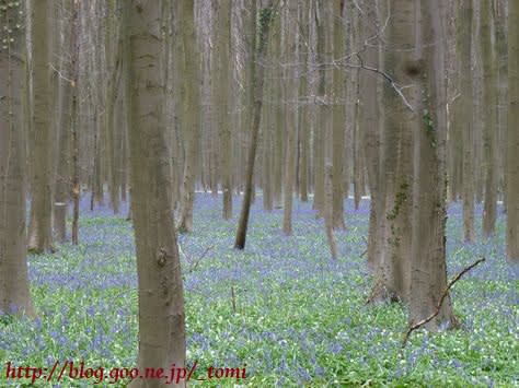 雨のハレの森 ハルの森 べるぎぃ さばく 雨のハレの森 ハルの森 べるぎぃ さばく