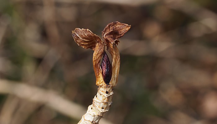 冬芽 葉痕 アジサイ 紫陽花 みつい台周辺の花と蝶