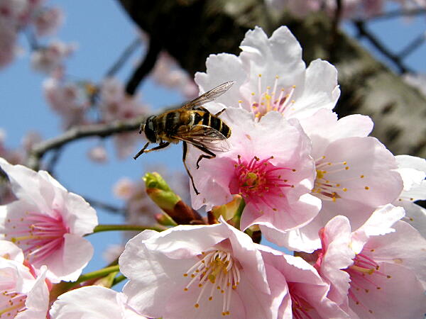 長居植物園の花たち マドンナのナイショ話