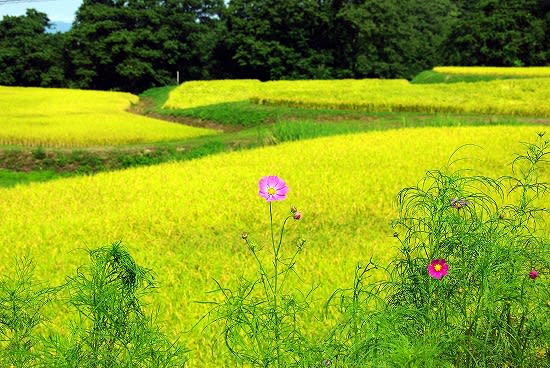 0917kosumosu 0917kosumosu