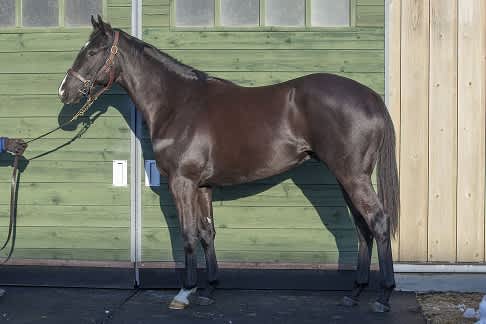 プリンシパルスター 安心 安全の好馬体 元ユニクロ店長の気ままな馬なり生活 プリンシパルスター 安心 安全の好馬体 元ユニクロ店長の気ままな馬なり生活