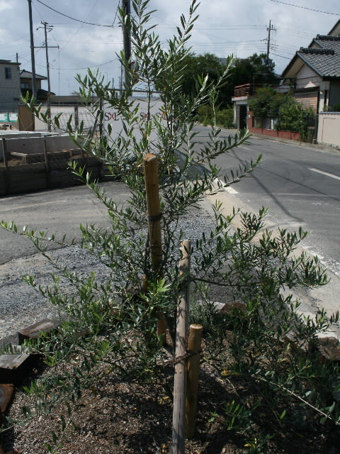 酸度測定液deオリーブチェック Olive Gardening過去ログ倉庫 酸度測定液deオリーブチェック Olive Gardening過去ログ倉庫