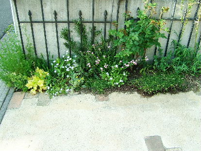 駐車場の花壇も花盛り 小さな庭の花日記