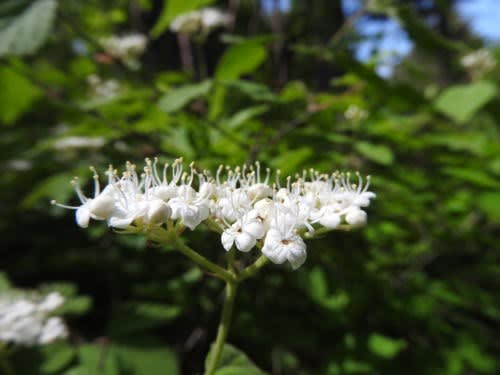 高ボッチ高原・鉢伏山で最近咲いている花　　コバノガマズミ（小葉莢迷）