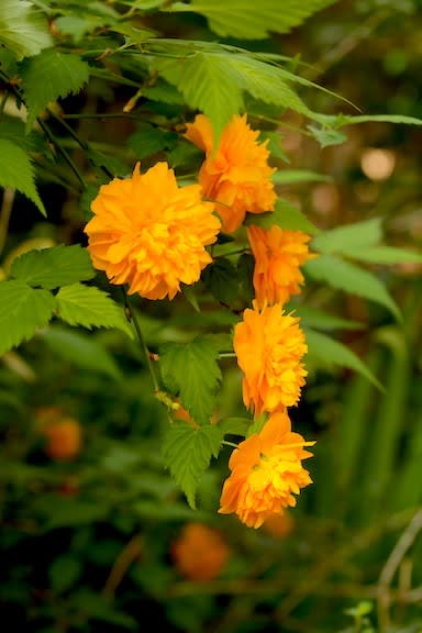八重山吹の花を見ると思い出す和歌 京都園芸倶楽部のブログ