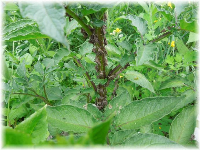 袋栽培のじゃが芋に害虫 2013年5月27日