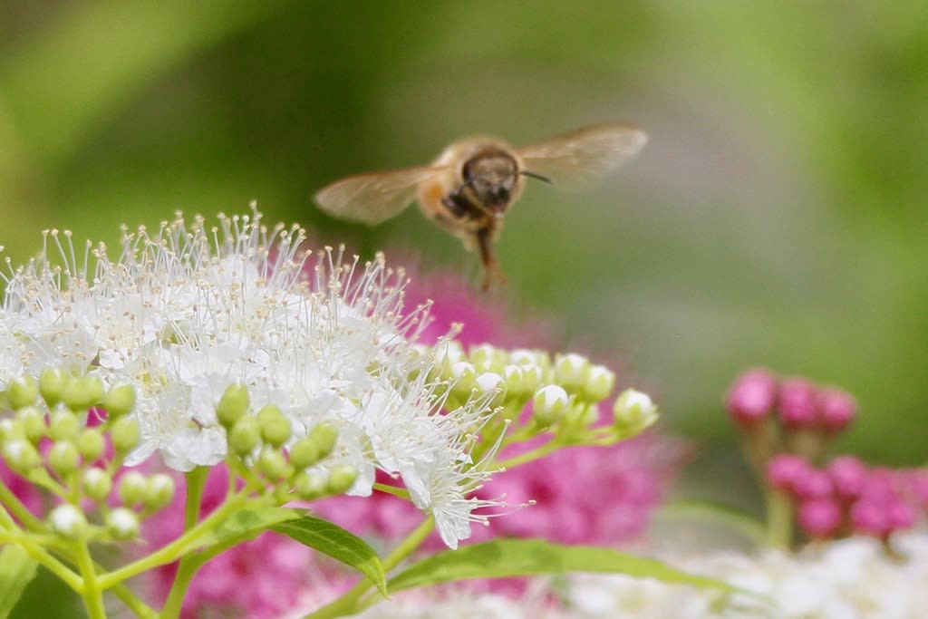 シモツケの花とミツバチ 自然を求めて近辺ぶらり
