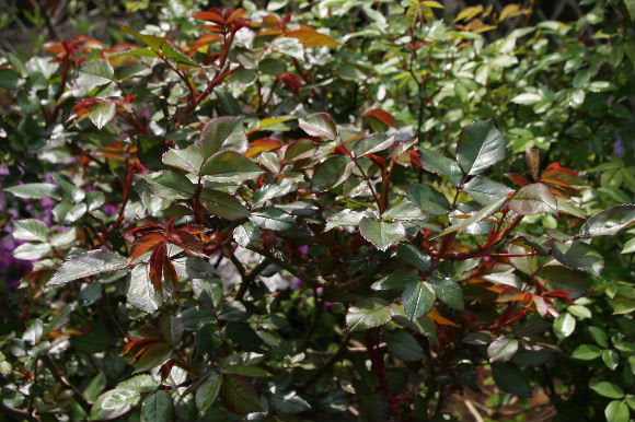 バラとバラ仕事 ニームの力 バイオポスト メネデール M S Small Garden Milky Mamaの小さな庭