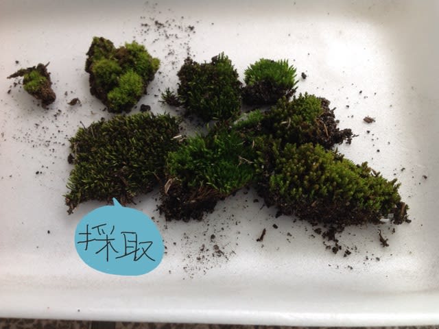 苔テラリウム作り 駐車場の苔 採取しました 小さな苔たち こすもす ぐりーん 苔テラリウム作り 駐車場の苔 採取しました 小さな苔たち こすもす ぐりーん
