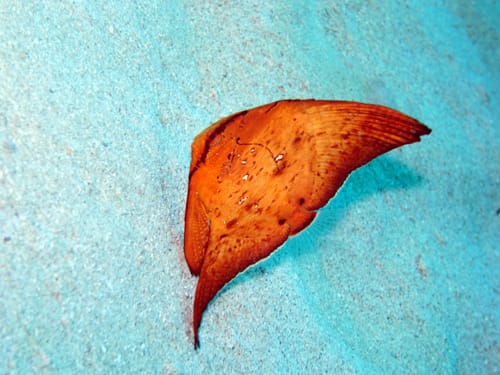 ナンヨウツバメウオ幼魚 沖縄のダイビングショップ リフィー