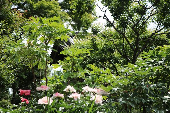 R_20160517IMG_5645.JPG