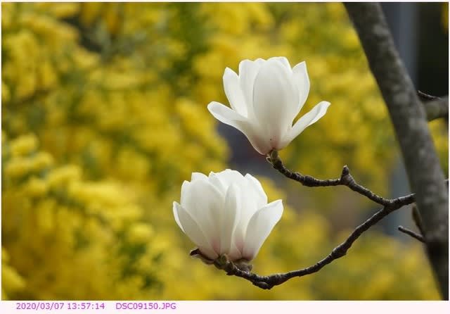 ハクモクレン 白木蓮 の花 散歩写真