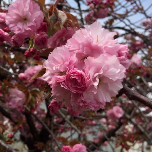 八重桜の関山 質オザサ店主ブログ