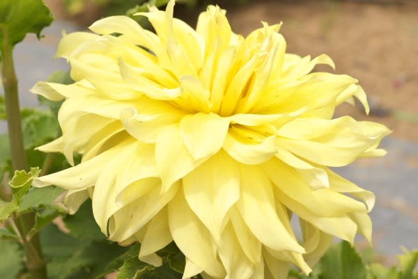 ダリア ナポレオンの后 きさき ジョセフィーヌも愛した花は8月13日の誕生花 Aiグッチ のつぶやき