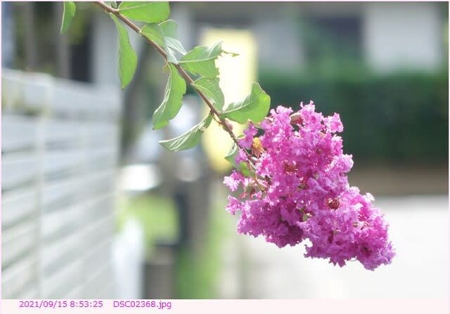 サルスベリ 紫色の花 都内散歩 散歩と写真