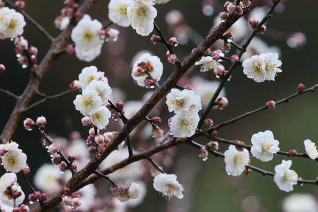 ハクバイ 菅原道真との縁がある花は2月25日の誕生花 Aiグッチ のつぶやき