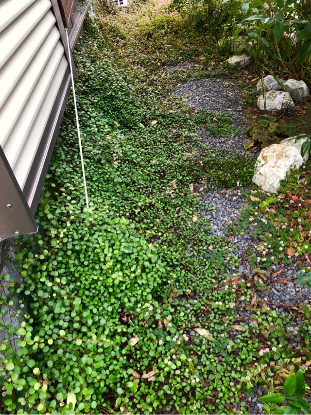 増えすぎたワイヤープランツの剪定 年末ご挨拶 雑木と宿根草とクレマチスの小さな庭づくり