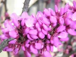 ハナズオウ 花 U子 ハナズオウ 花 U子