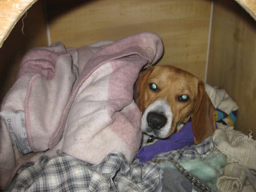 更なる寒さ対策 ウチのビーグル 名前はハウン