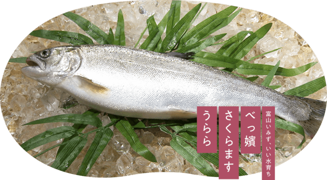 ご当地サーモン 16 富山 べっ嬪さくらますうらら いいもの見ぃ つけた ご当地サーモン 16 富山 べっ嬪さくらますうらら いいもの見ぃ つけた