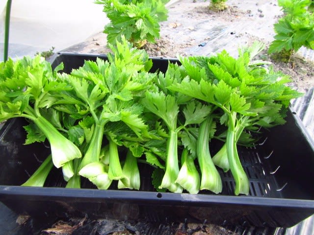 冬のセロリ 大好き 野菜の時間 冬のセロリ 大好き 野菜の時間