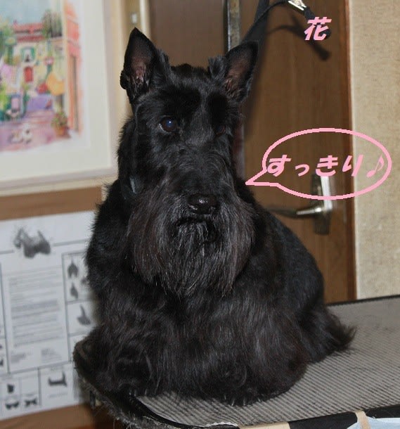 Land Rose Scotties Land Rose Scotties