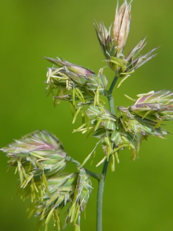 カモガヤ Hayashi No Ko カモガヤ Hayashi No Ko