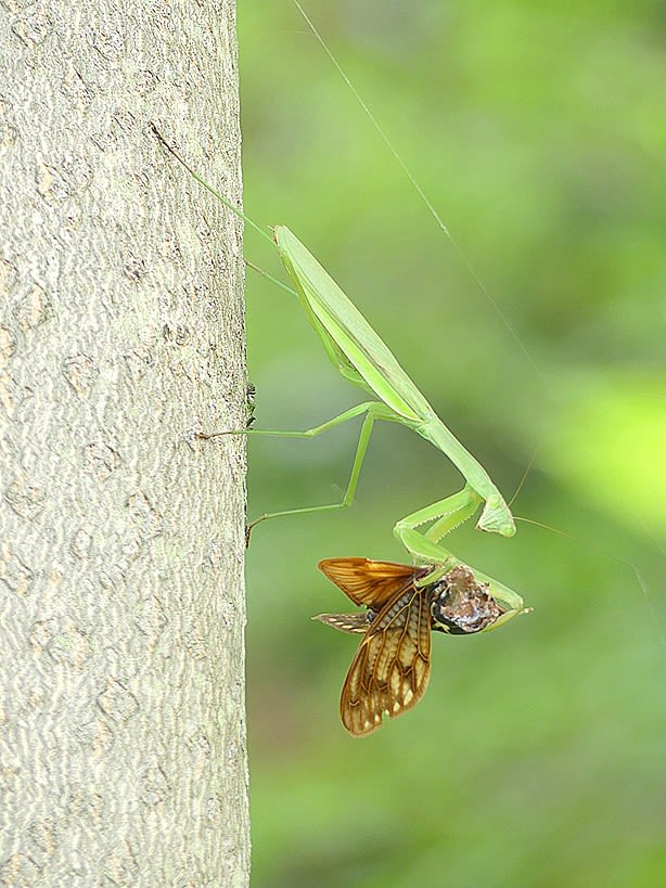 カマキリがセミを捕食 花恋人