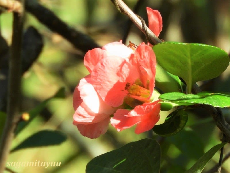 県立相模原公園 に早くも 寒木瓜 の花が咲き始めた 相模太夫の旅録 Tabi Log