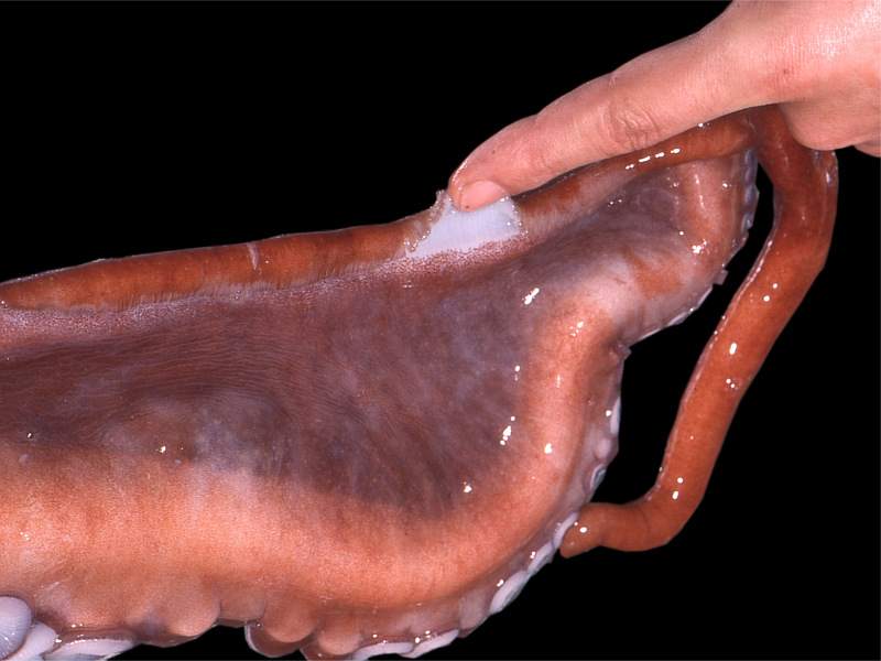 水生生物雑記帳 ミズダコの卵 Kmitoh 春夏秋冬 水生生物雑記帳 ミズダコの卵 Kmitoh 春夏秋冬