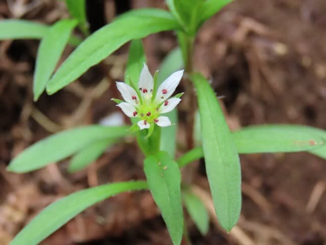 高ボッチ高原・鉢伏山で最近咲いている花 ヒゲネワチガイソウ(髭根輪違草)