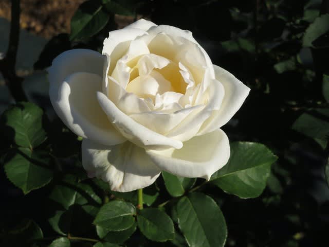 大きくて厚めの花弁が惜しみなく開く白バラ ホワイト クリスマス 薔薇シリーズ144 野の花 庭の花