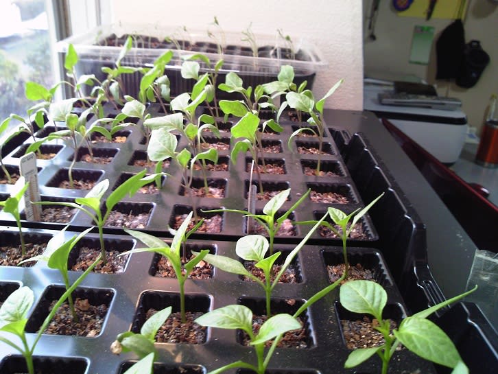 ３月９日 トマト自作育苗器で発芽 出窓の簡易温室へ ビギナーの家庭菜園