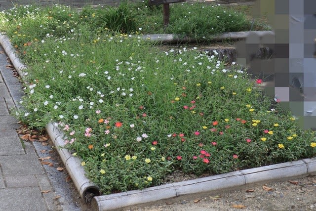 ローコストでローメンテナンスな花壇造り スタートは2週間前の土作り 小さな庭の小さな幸せ チャッピーのバラ庭より