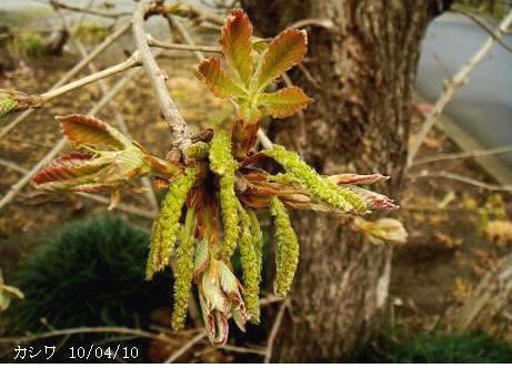 カシワ（柏） 柏餅の葉の木とどんぐり - 里山コスモスブログ