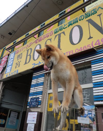 可愛い白柴犬の子犬がいますよ 柴犬子犬専門店 神奈川県小田原市 Boston ボストン ブログ
