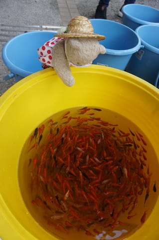 夏休みの子供たちのお楽しみ 京都東山 白川あわた夏祭り 白川に2万匹の金魚を放流するダイナミックな金魚すくい ネコのミモロのjapan Travel ｍｉｍｏｒｏ ｔｈｅ ｃａｔ Japan Travel