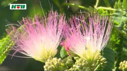 ネムノキの花 21年6月24日 木 Peaの植物図鑑 ネムノキの花 21年6月24日 木 Peaの植物図鑑