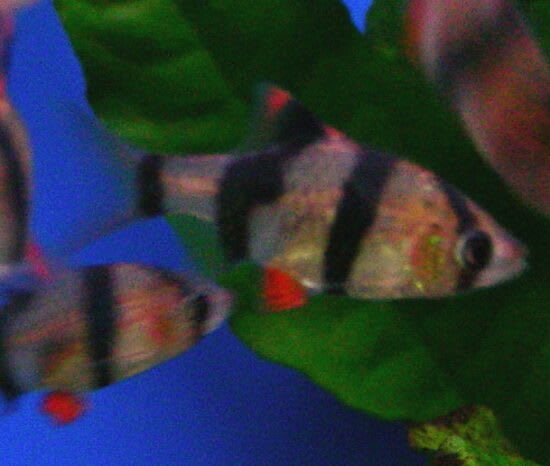 スマトラ アクアウィズのオススメ 熱帯魚