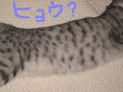 この子何猫 オレオのまんま