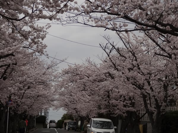 逗子ハイランド 桜 桜 桜 人生の午後は 軽やかに