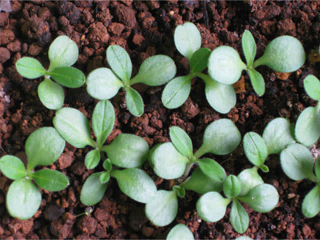 ニホンムラサキ　絶滅危惧種　紫根　25粒 ニホンムラサキ絶滅危惧種紫根25粒