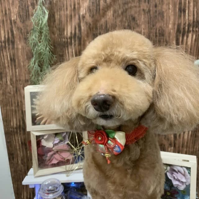 9月30日 水 犬のさんぱつや ミキ