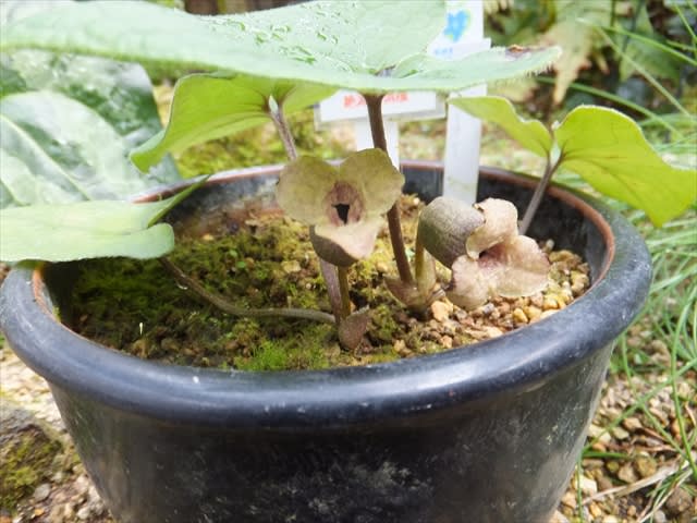 カンアオイ3種 | chuuの花ブログ