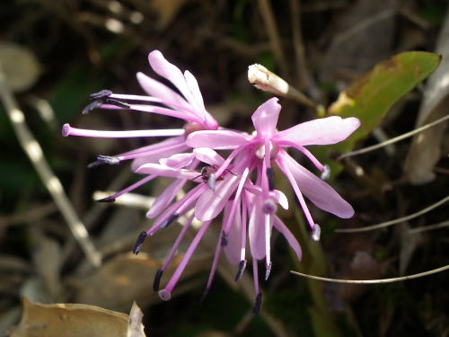 高ボッチ高原・鉢伏山で最近咲いている花　 ショウジョウバカマ（猩々袴）