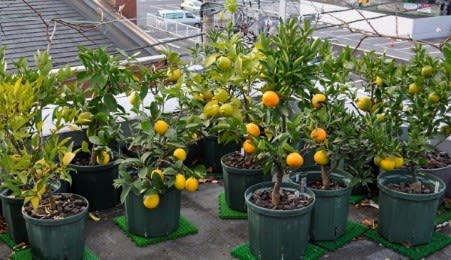 柑橘類の栽培 屋上果樹園ブログ